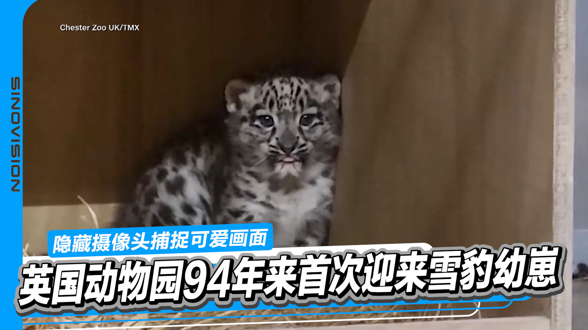 雪豹【希少本】 世界初？ユキヒョウの写真集「神の獣 ユキヒョウ」を発売 | 株式
